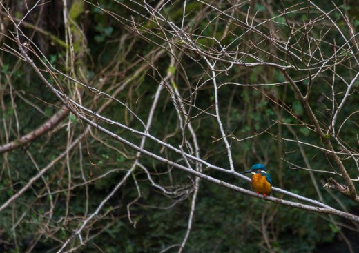 Kingfisher, south Wales