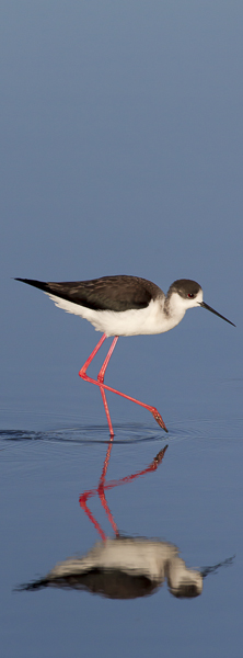 Black-winged stilt, Ile de Re.