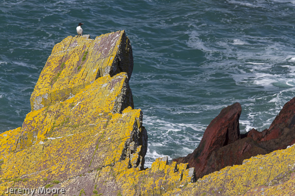Razorbill, Skokholm Island