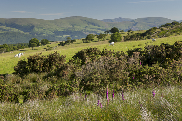 What little colour I could find above the Dyfi Valley. 