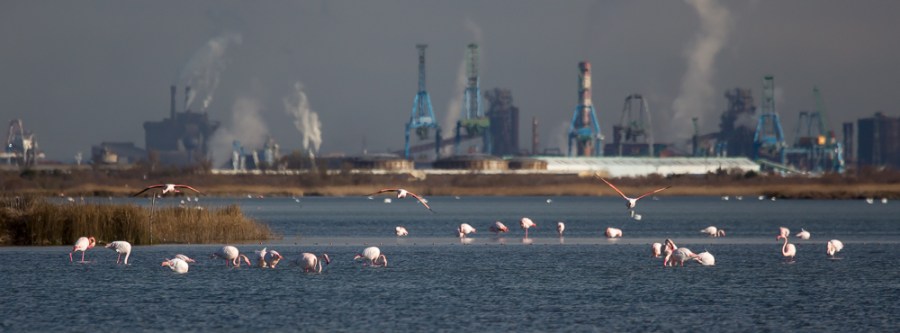 Flamingos, the Camargue