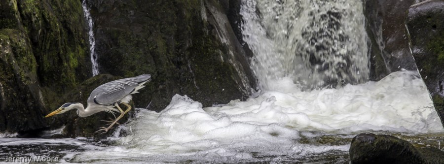Grey Heron fishing for eels, Betws-y-coed
