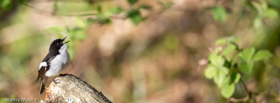 Pied flycatcher - Ynyshir