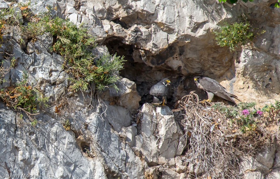 Peregrines at the eyrie - south Wales