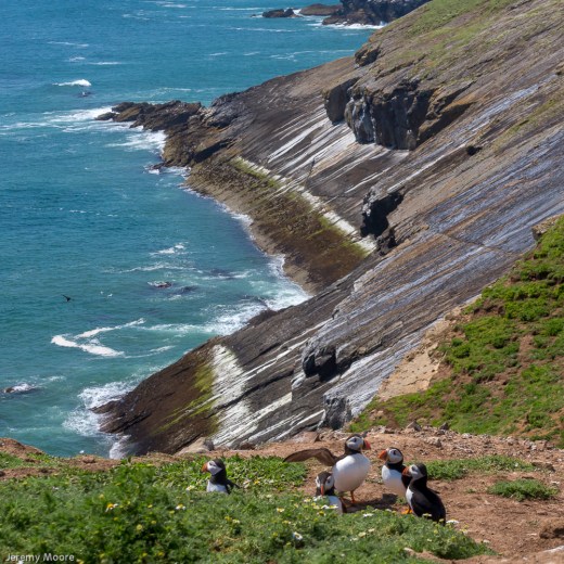 Puffins at the Wick, Skomer Island