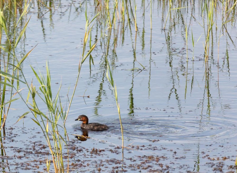 Little grebe, Minsmere