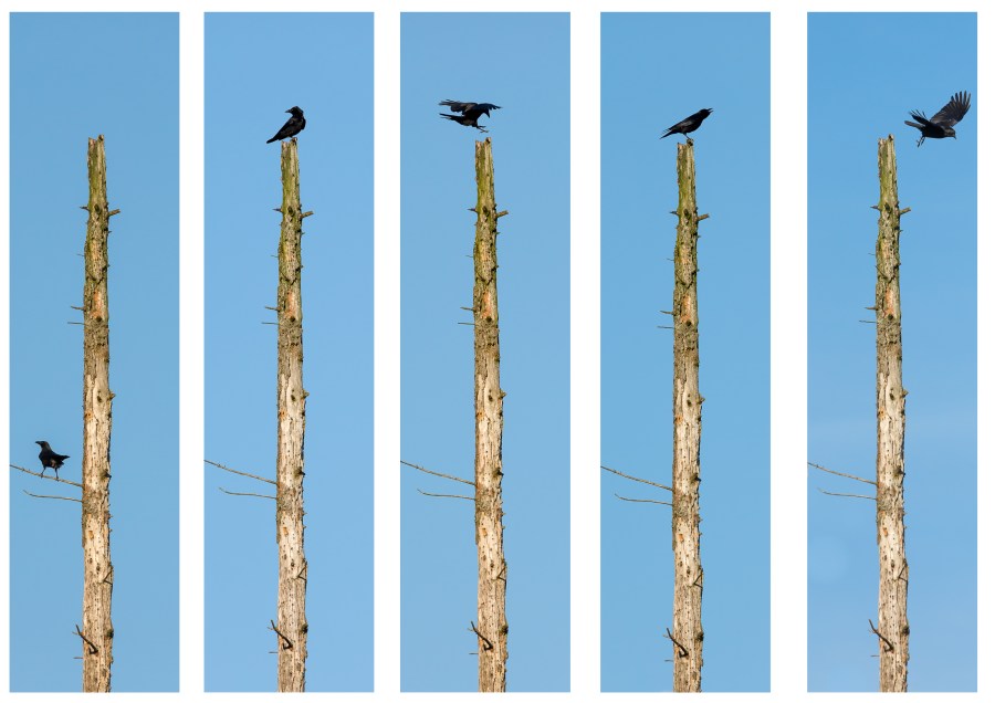 Bird / land no. 15 - crows