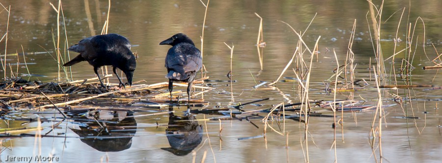 Discussing the finer points of eating a dead starling......
