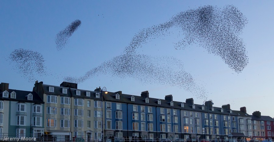 Starlings over Aberystwyth