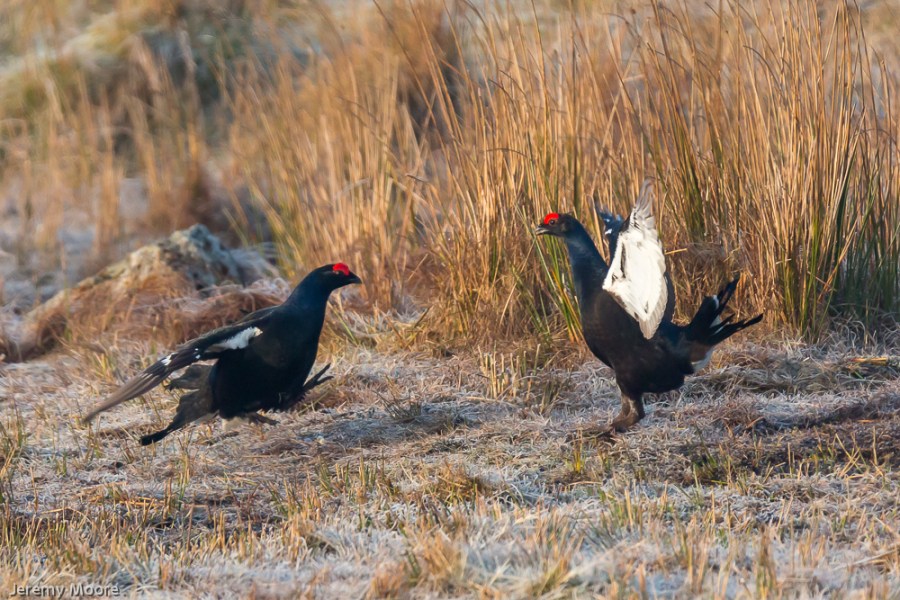 Black grouse, north Wales