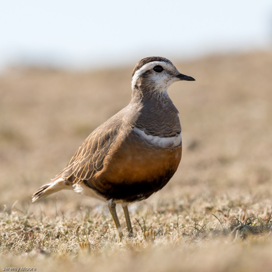 Dotterel, Pumlumon