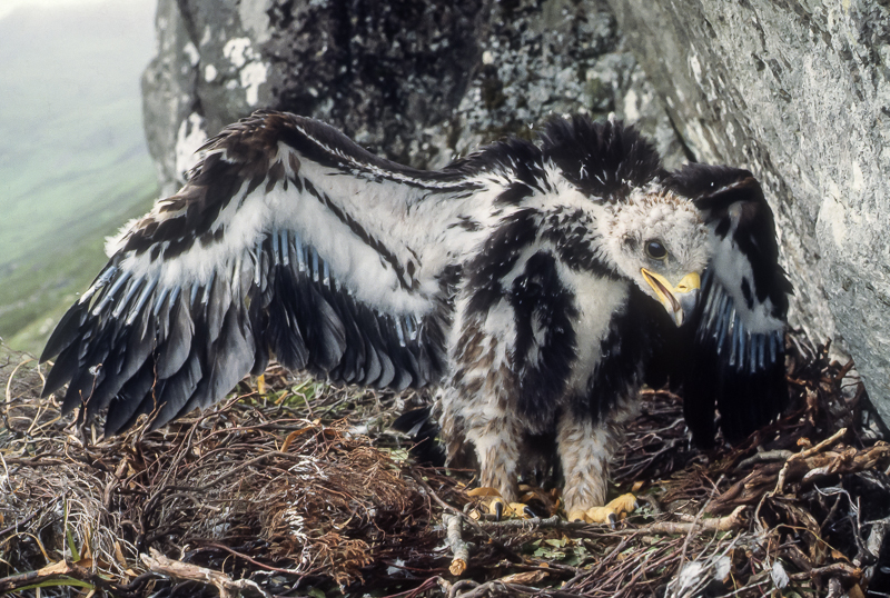 Golden eaglet, Isle of Mull, summer 1981