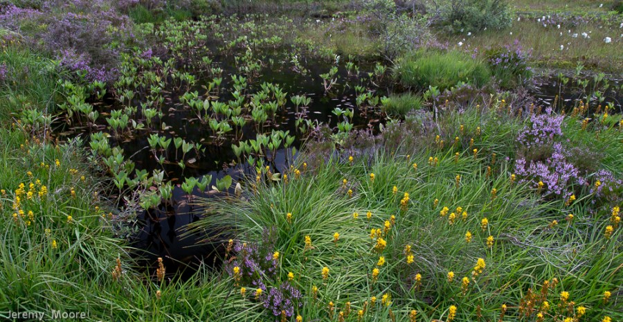 Bog pool, Cwm idwal