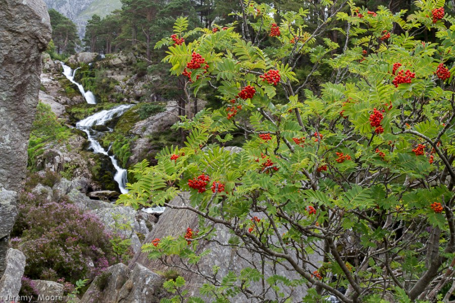 Rowan, Ogwen Cottage