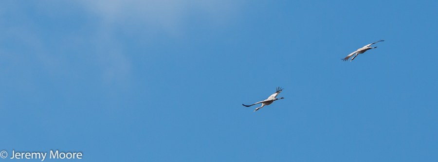 Common cranes, Lakenheath Fen