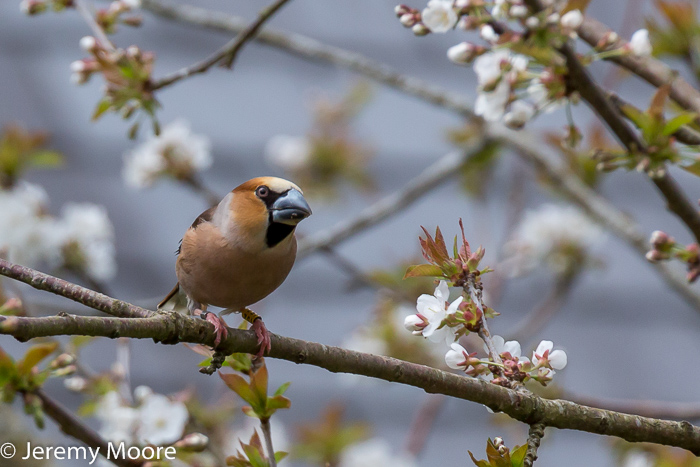 Hawfinch in cherry tree, Dolgellau