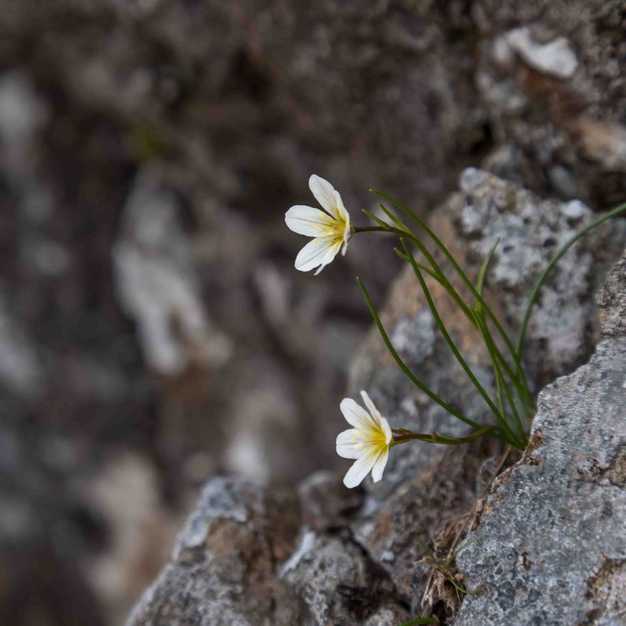 Snowdon Lily, lloydia (gagea) serotina.