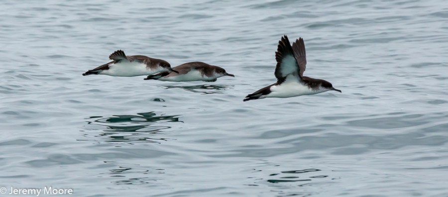 Manx shearwaters, Cardigan Bay