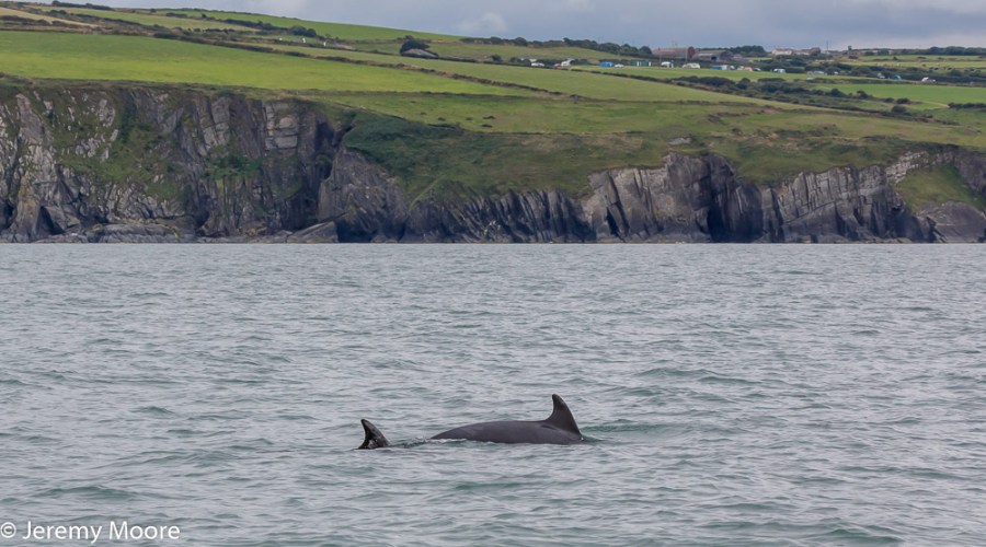 Bottlenose dolphins off Mwnt