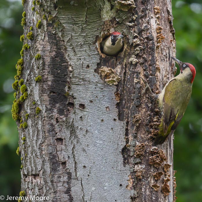 Green woodpeckers at the nest, near Abergavenny.