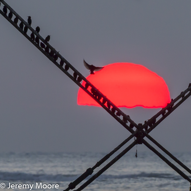 Starlings at Aberystwyth