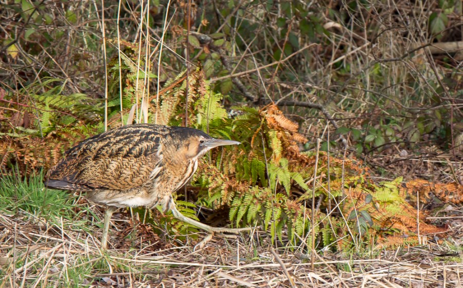Bittern at Teifi Marshees, Cardigan