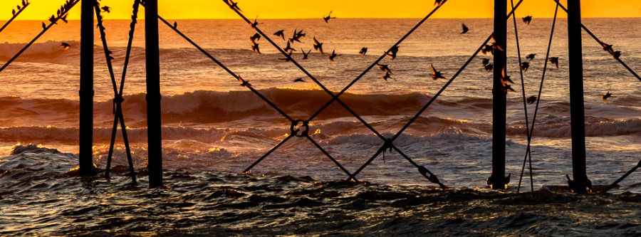 Starlings at Aberystwyth yet again)